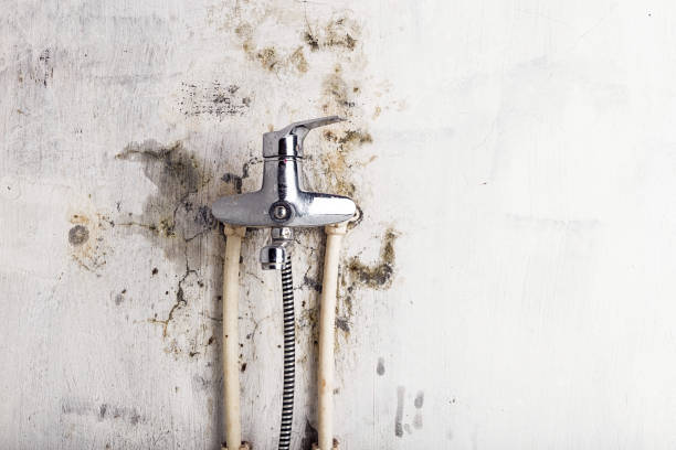 Best Certified Mold Removal  in Killeen, TX