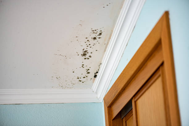 Best Mold Remediation  in Killeen, TX