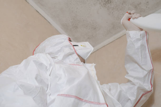 Best Professional Mold Removal  in Killeen, TX