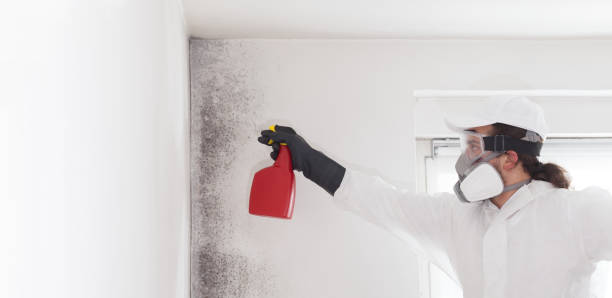 Best Toxic Mold Removal  in Killeen, TX
