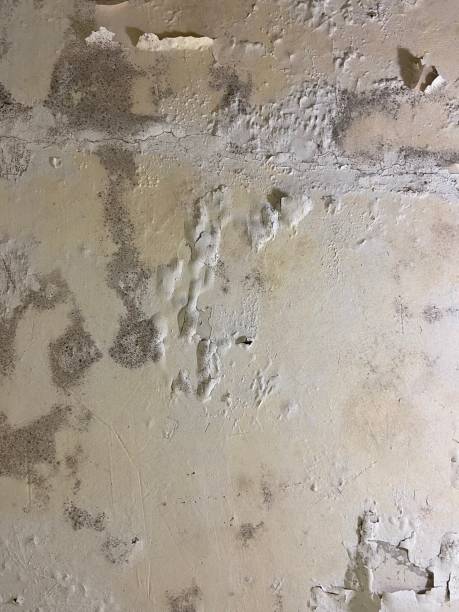 Best Mold Cleaning Services  in Killeen, TX