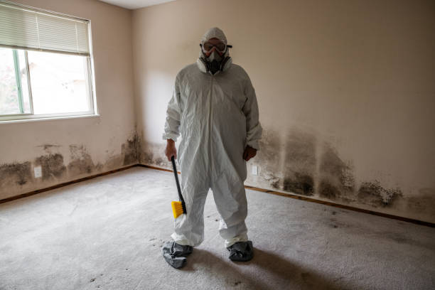 Best Attic Mold Removal  in Killeen, TX